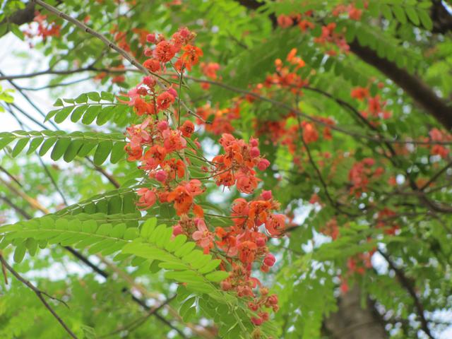 Red Cassia Tree