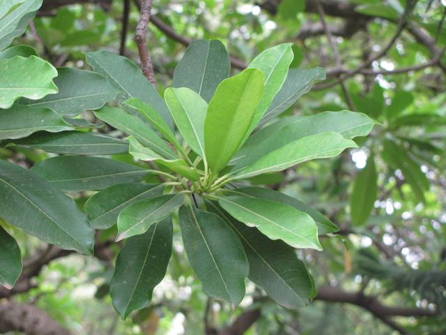 Sea Mango Tree