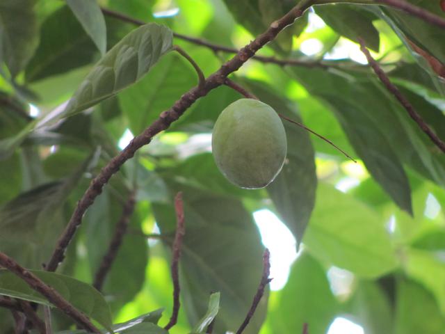 Ceylon Olive Tree - 