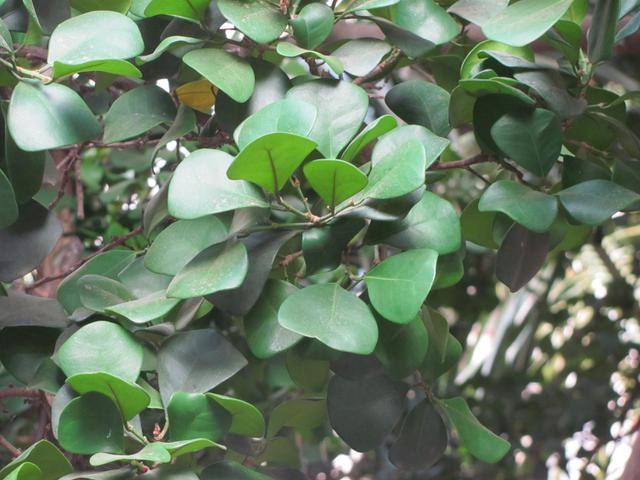 Triangle Leaf Fig Tree