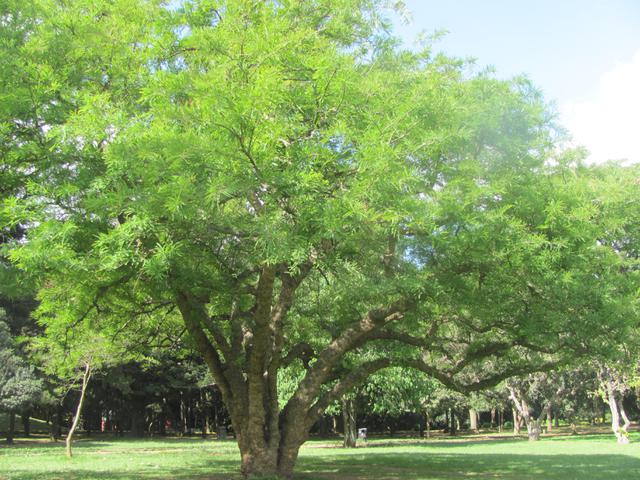 Phyllanthus Emblica L Indian Gooseberry Tree