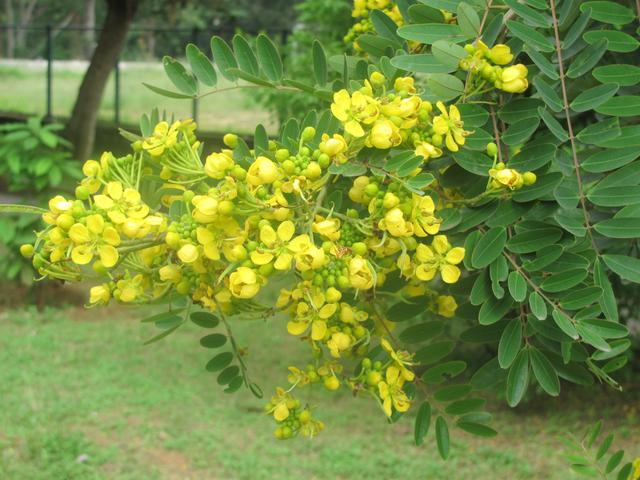 Tangedu leaf with dates in ayurvedic treatments - TNILIVE health news in telugu